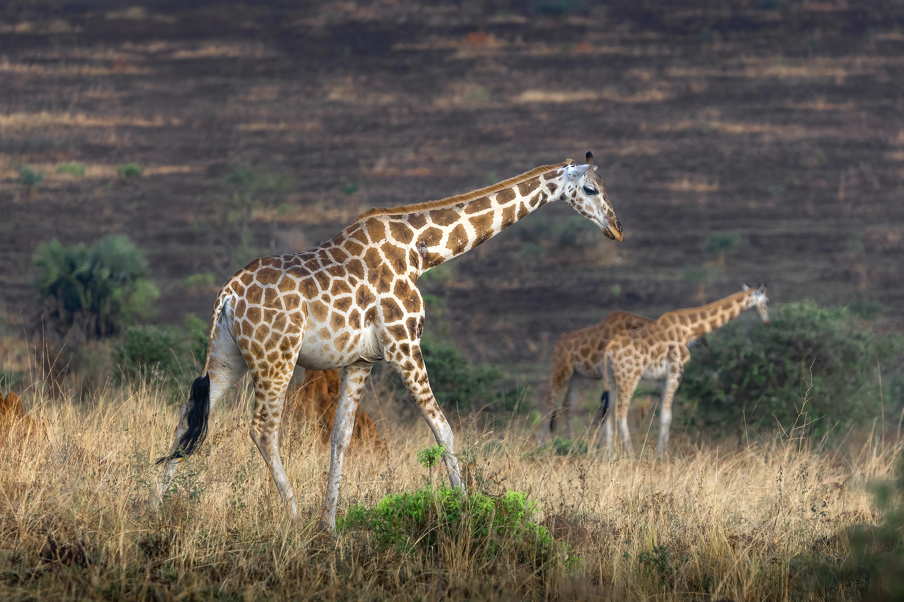 Уганда — настоящая жемчужина Африки (4/22)
