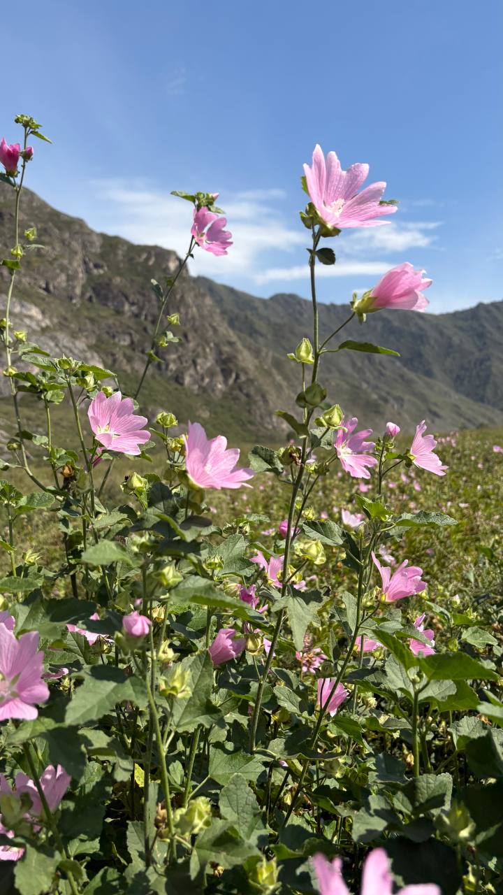 Ты Любовь - Алтайское Путешествие Со Смыслом (90/142)