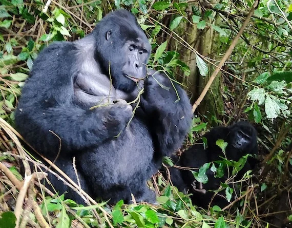 Уганда и Руанда - зеленое сердце Африки с уникальными животными и природой (36/42)