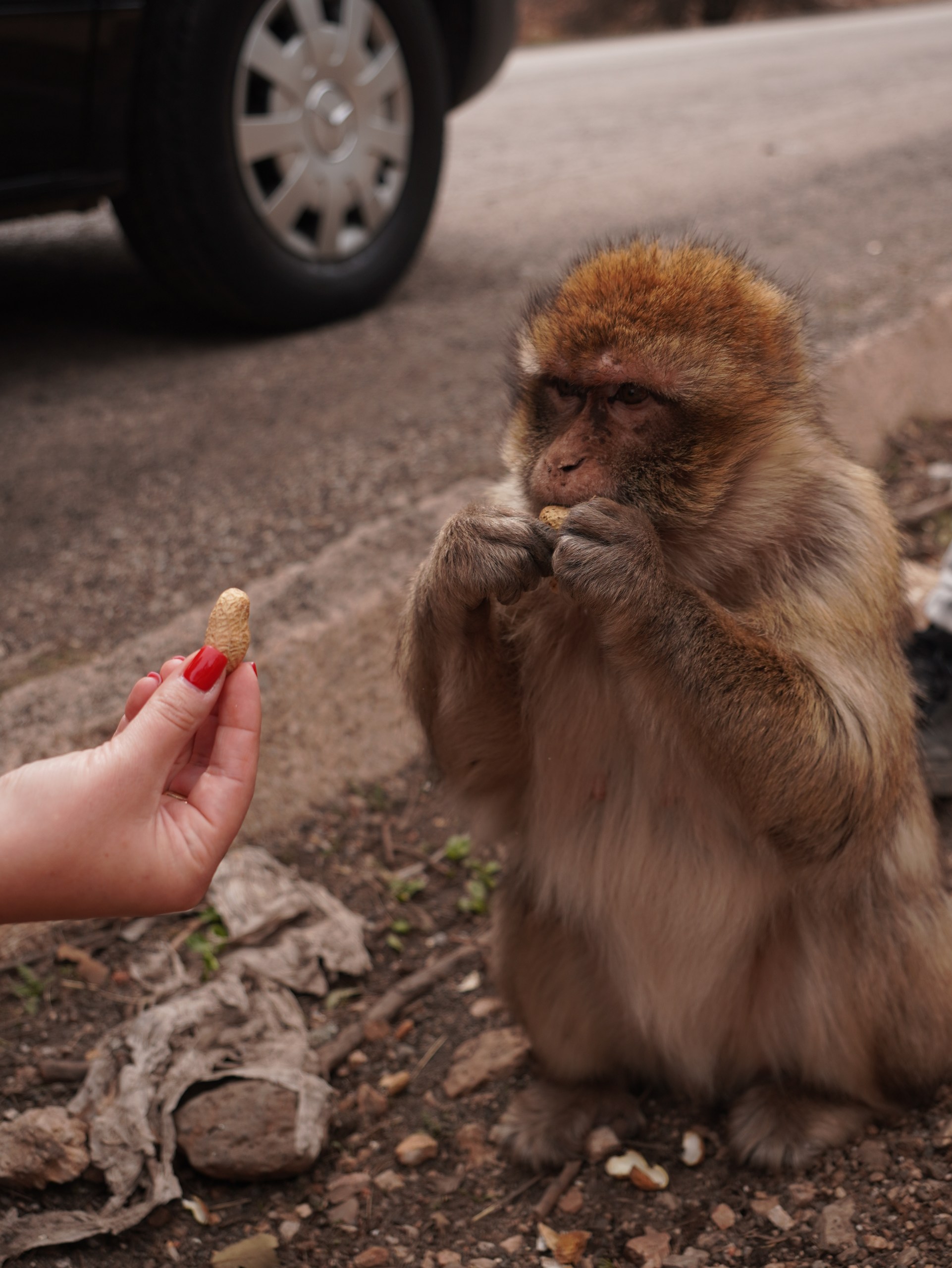 Кедры, обезьяны и оазисы