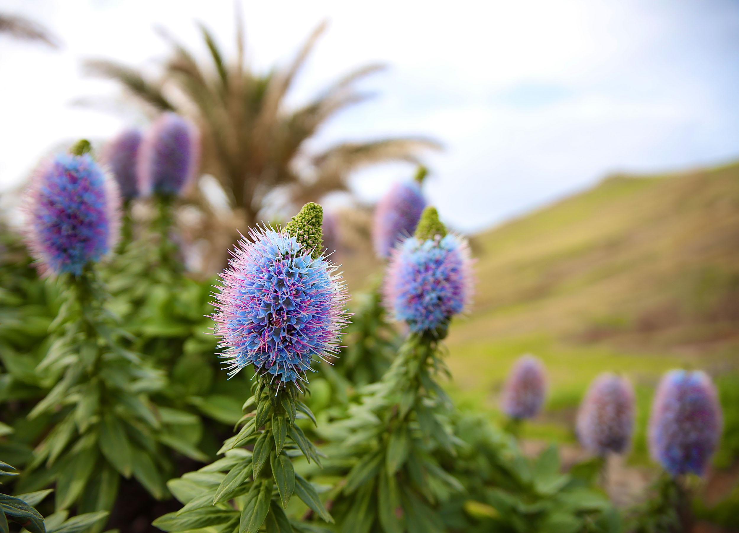 Рассвет на вершине Мадейры и деревня Сантана