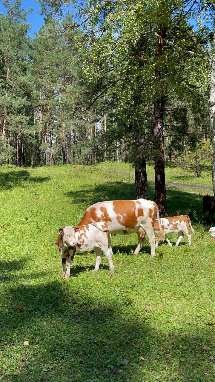 Ты Любовь - Алтайское Путешествие Со Смыслом (102/142)