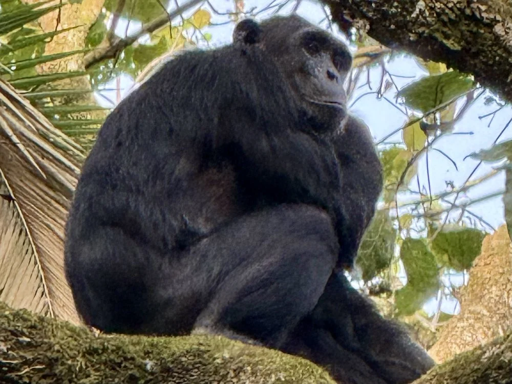 Уганда и Руанда - зеленое сердце Африки с уникальными животными и природой (32/42)
