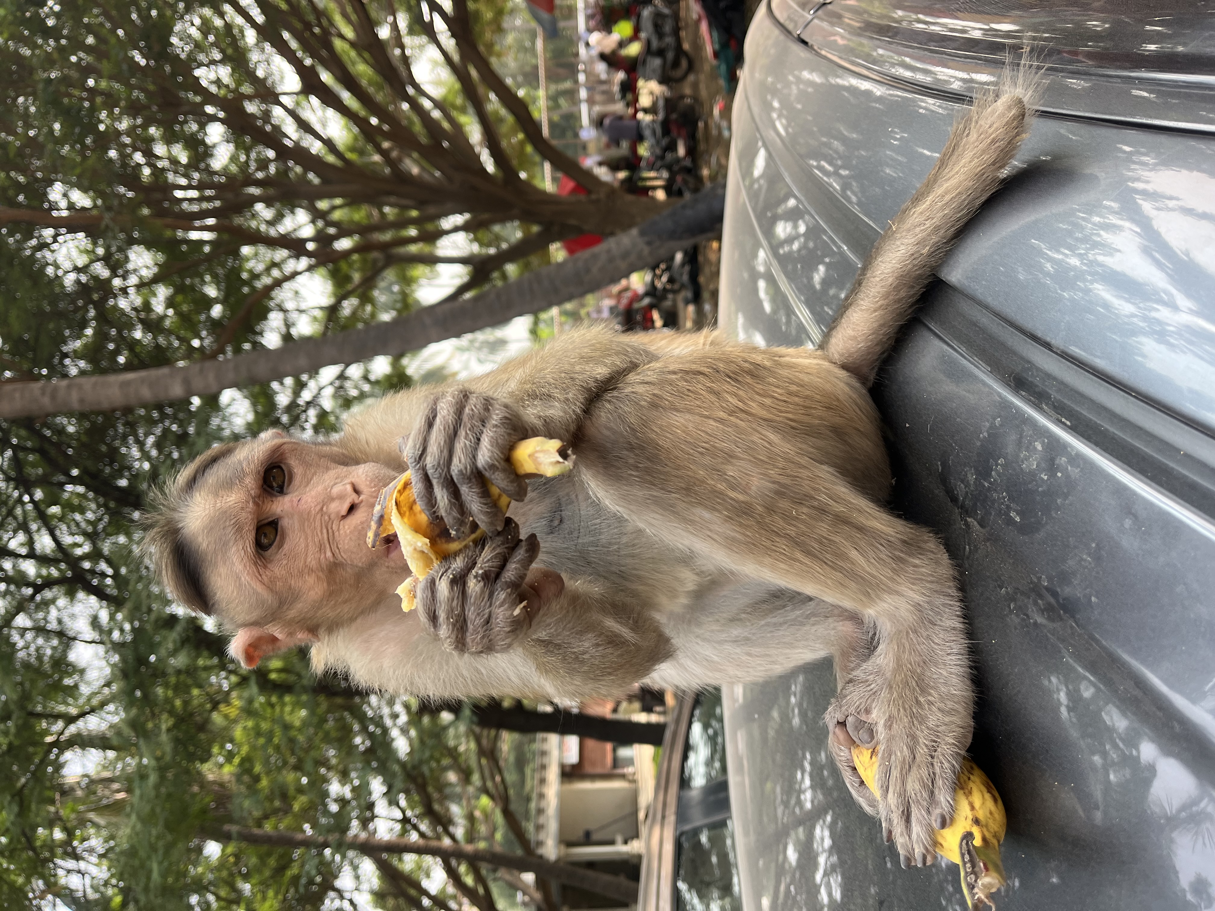 Гоа от Юга до Севера за 7 дней (13/21)