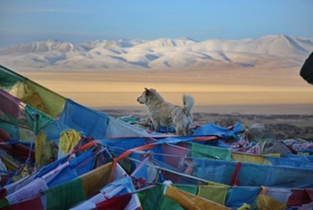 Кайлас. Легенда Огненной Лошади: большое путешествие, которое случается раз в 60 лет! (23/28)