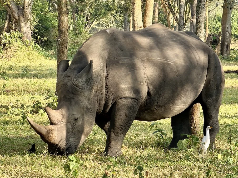 Уганда и Руанда - зеленое сердце Африки с уникальными животными и природой (31/42)