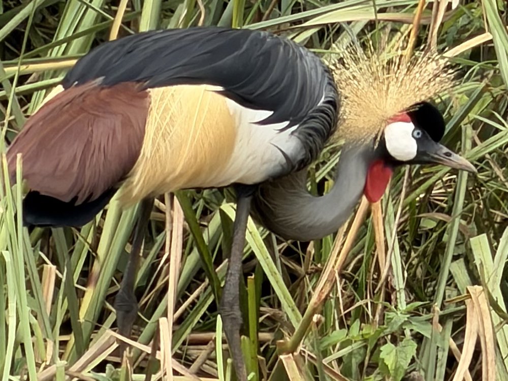 Уганда и Руанда - зеленое сердце Африки с уникальными животными и природой (41/42)
