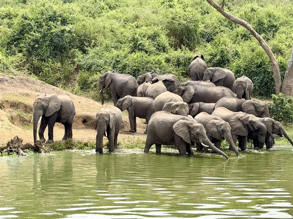 Уганда и Руанда - зеленое сердце Африки с уникальными животными и природой (33/42)