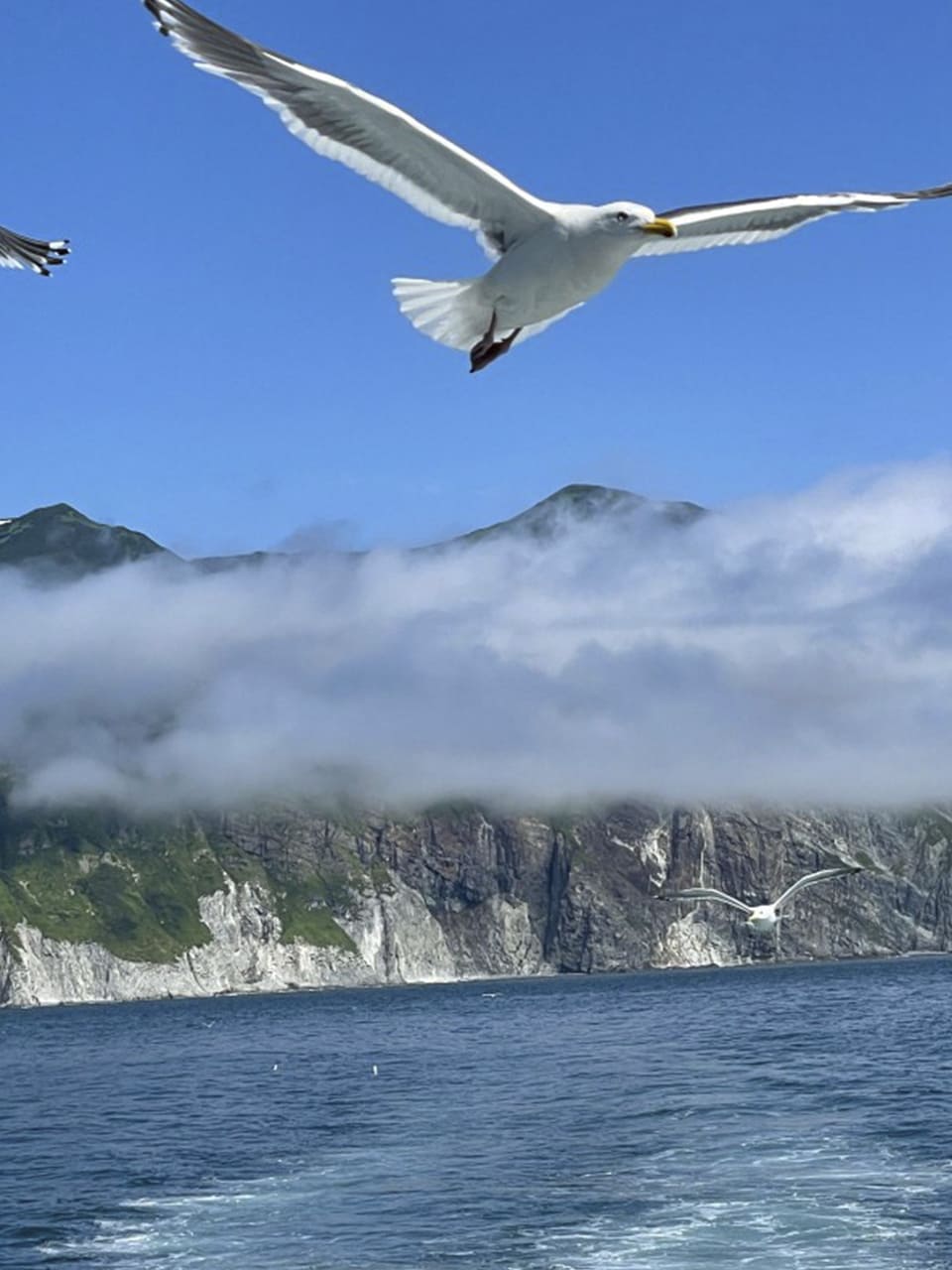 Камчатка по-максимуму! Киты и медведи. Все включено! С комфортом.