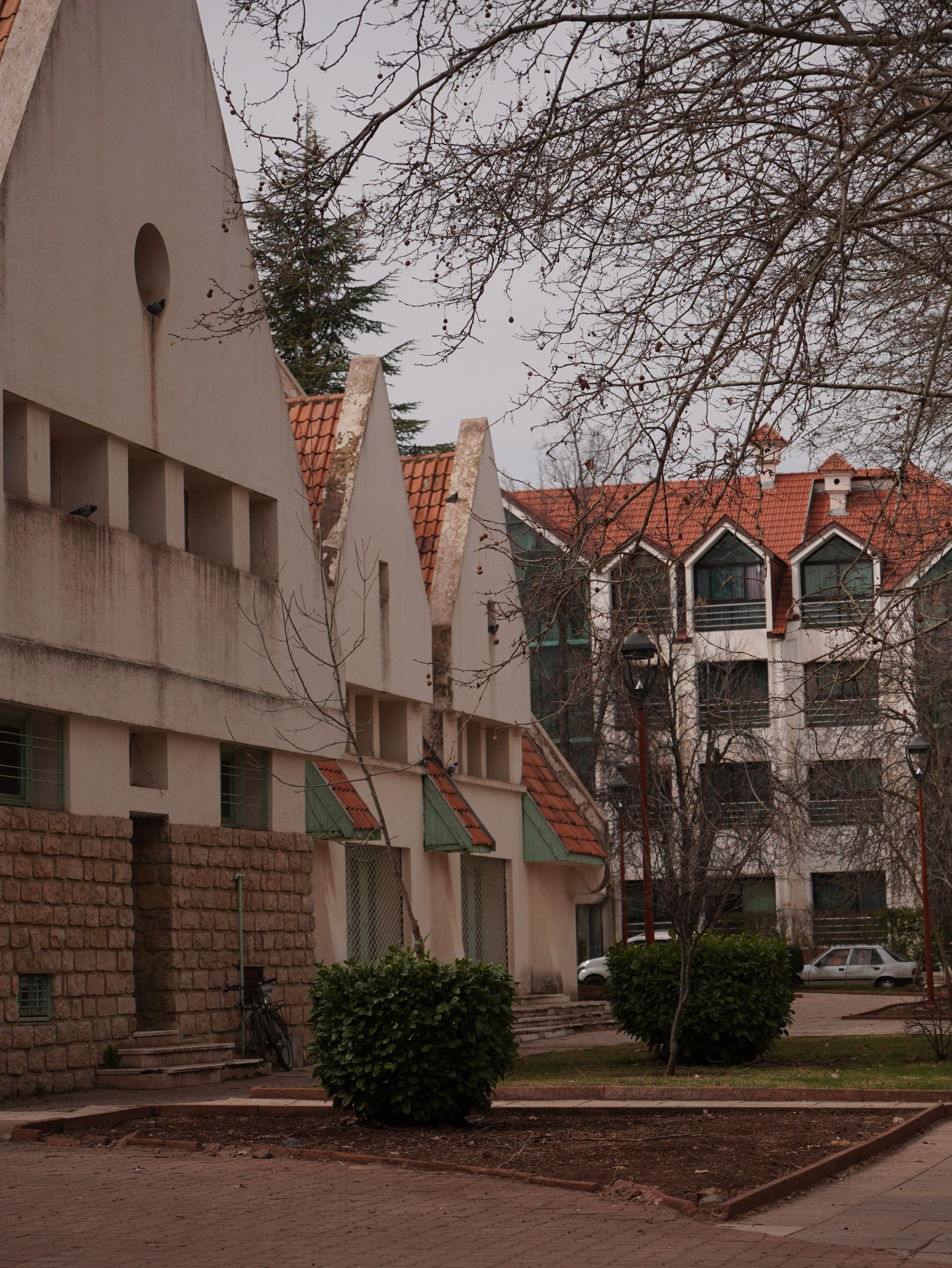 Кедры, обезьяны и оазисы