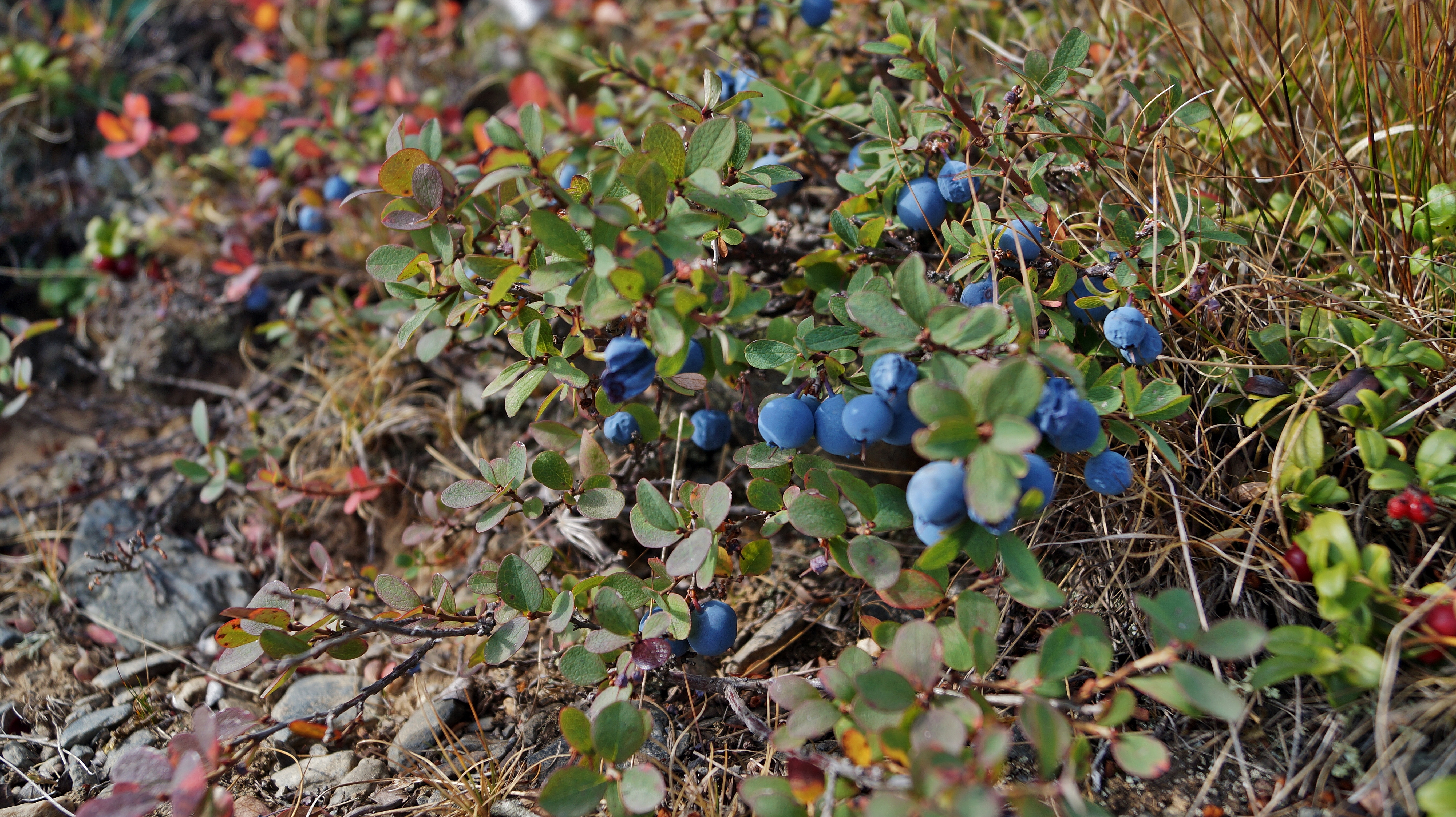 Урал заповедный (11/24)