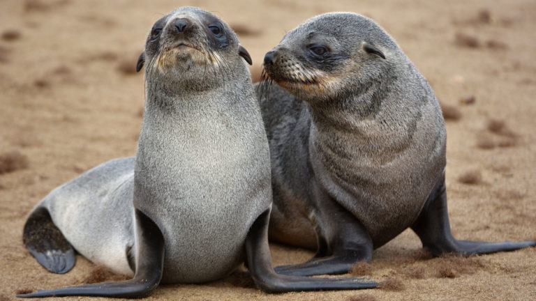 Начинаем приключения