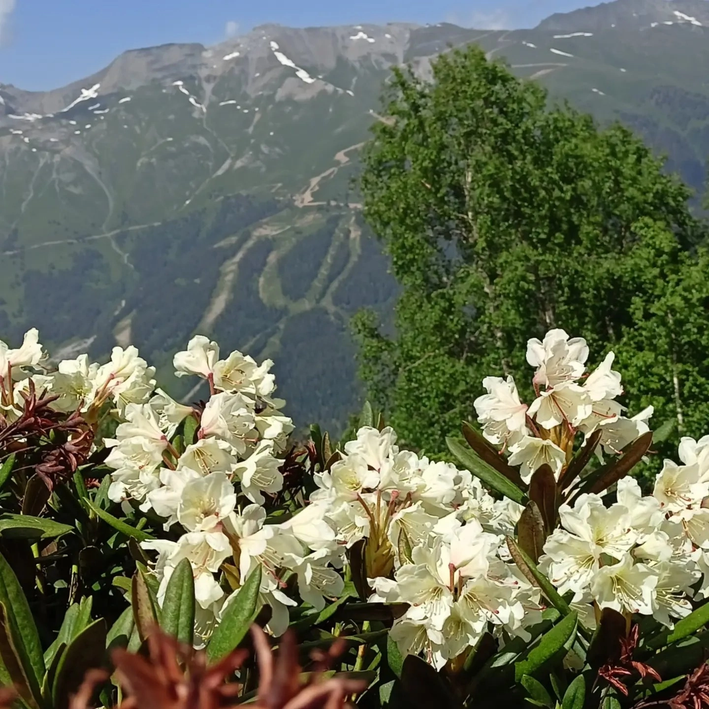 Джип тур к снежным вершинам  Архыза из Ессентуков