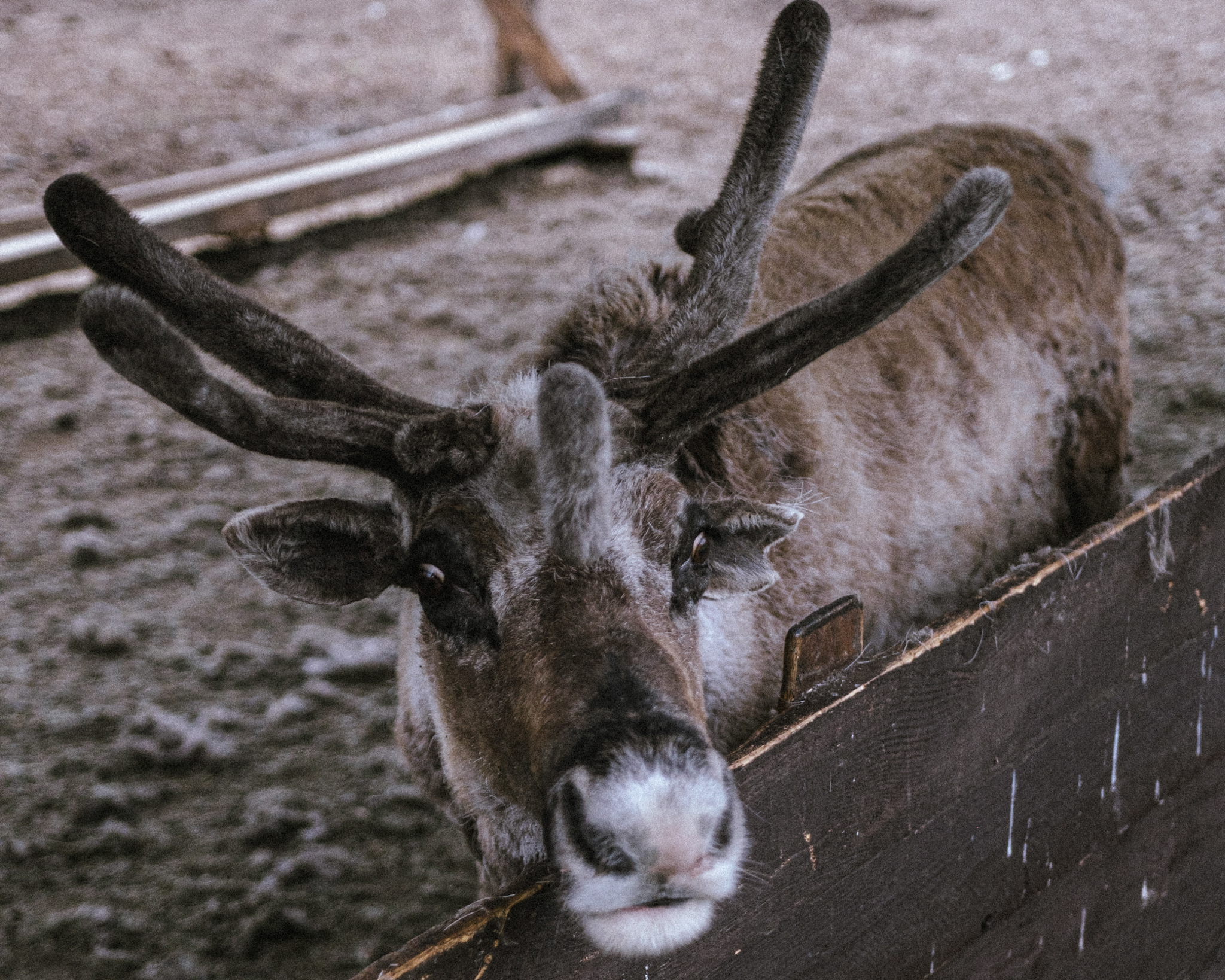 Алтай. На всю катушку! (23/69)