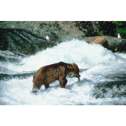 Экспедиционный круиз Камчатка-Северные Курилы (3/20)