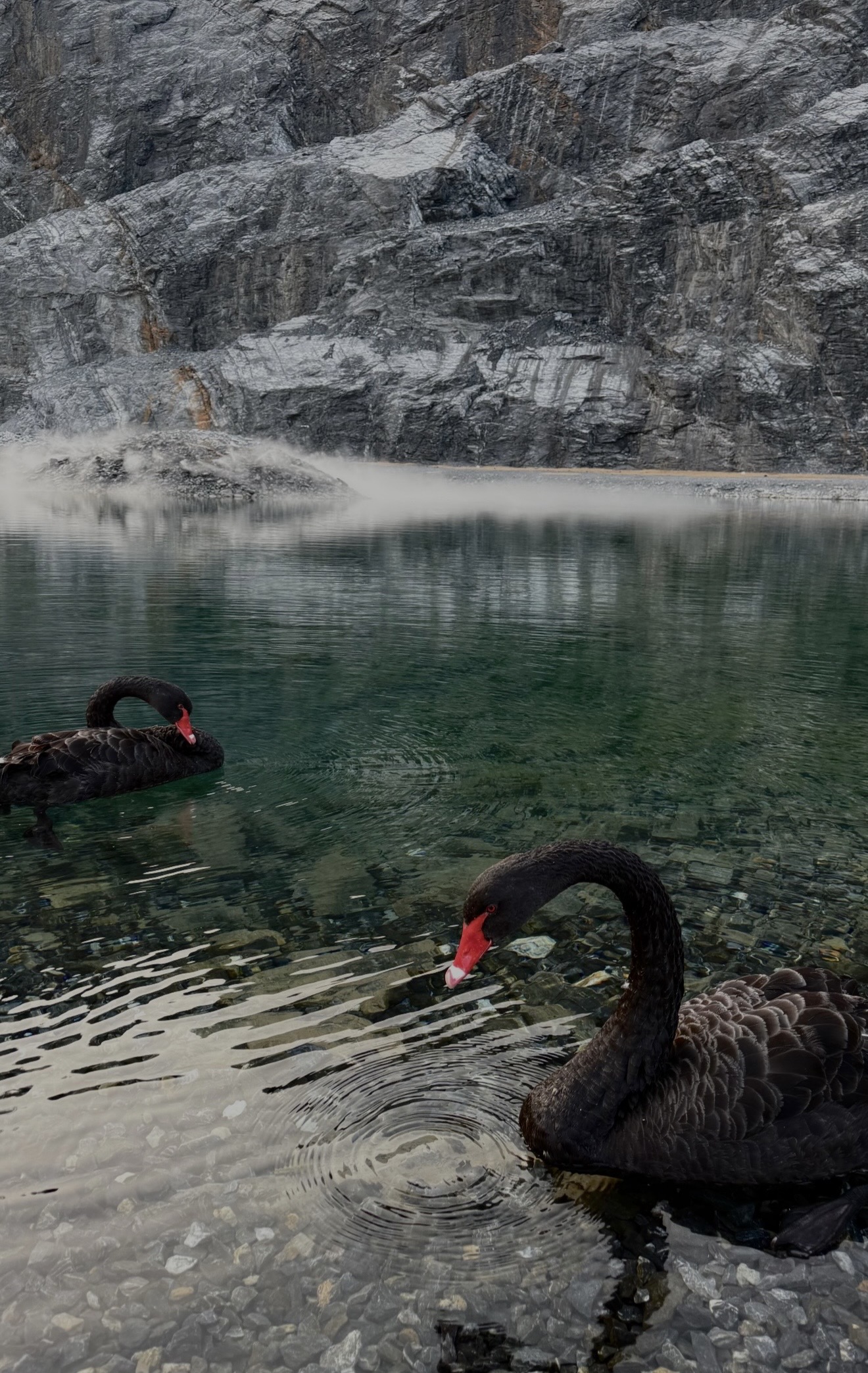 Изумрудный пруд с черными лебедями. 2 локации