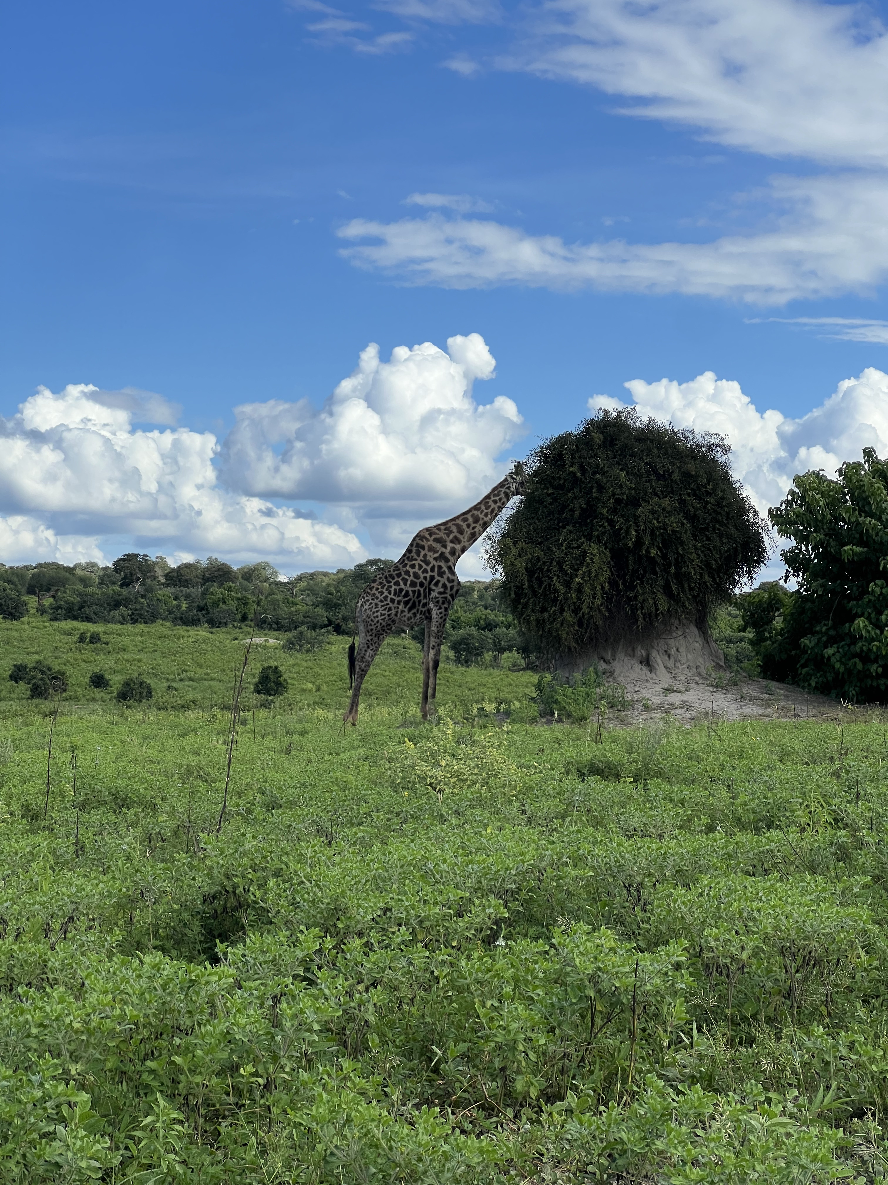 Водопад Виктория и Юар (6/28)