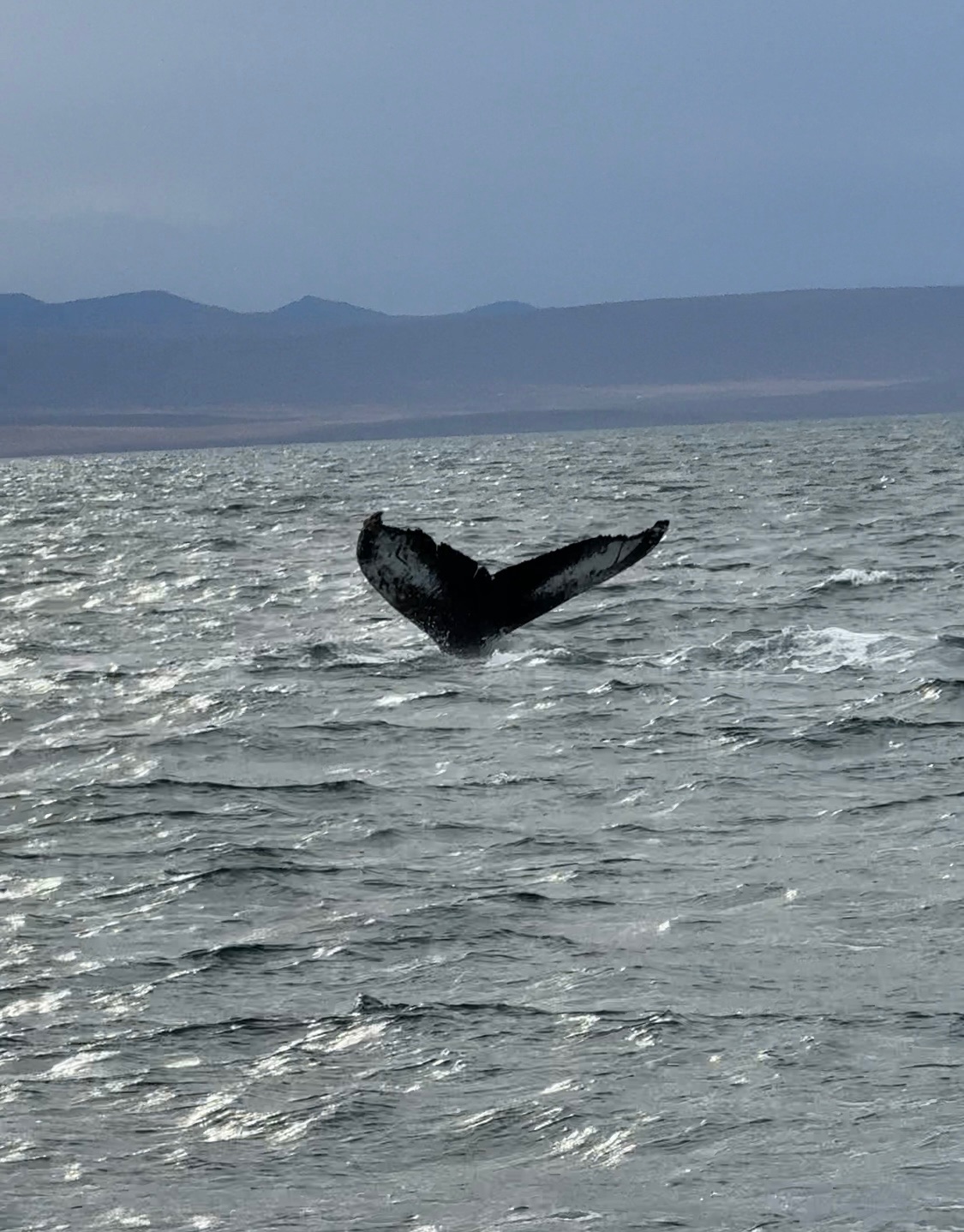 Исландия: вокруг острова (15/22)