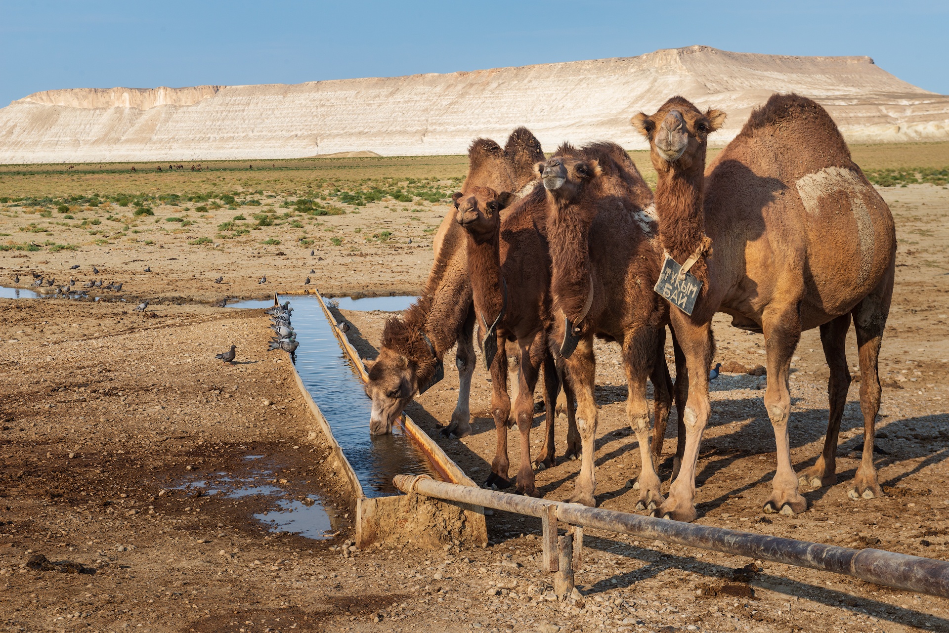 Фототур в Мангистау. Другая планета. (28/124)