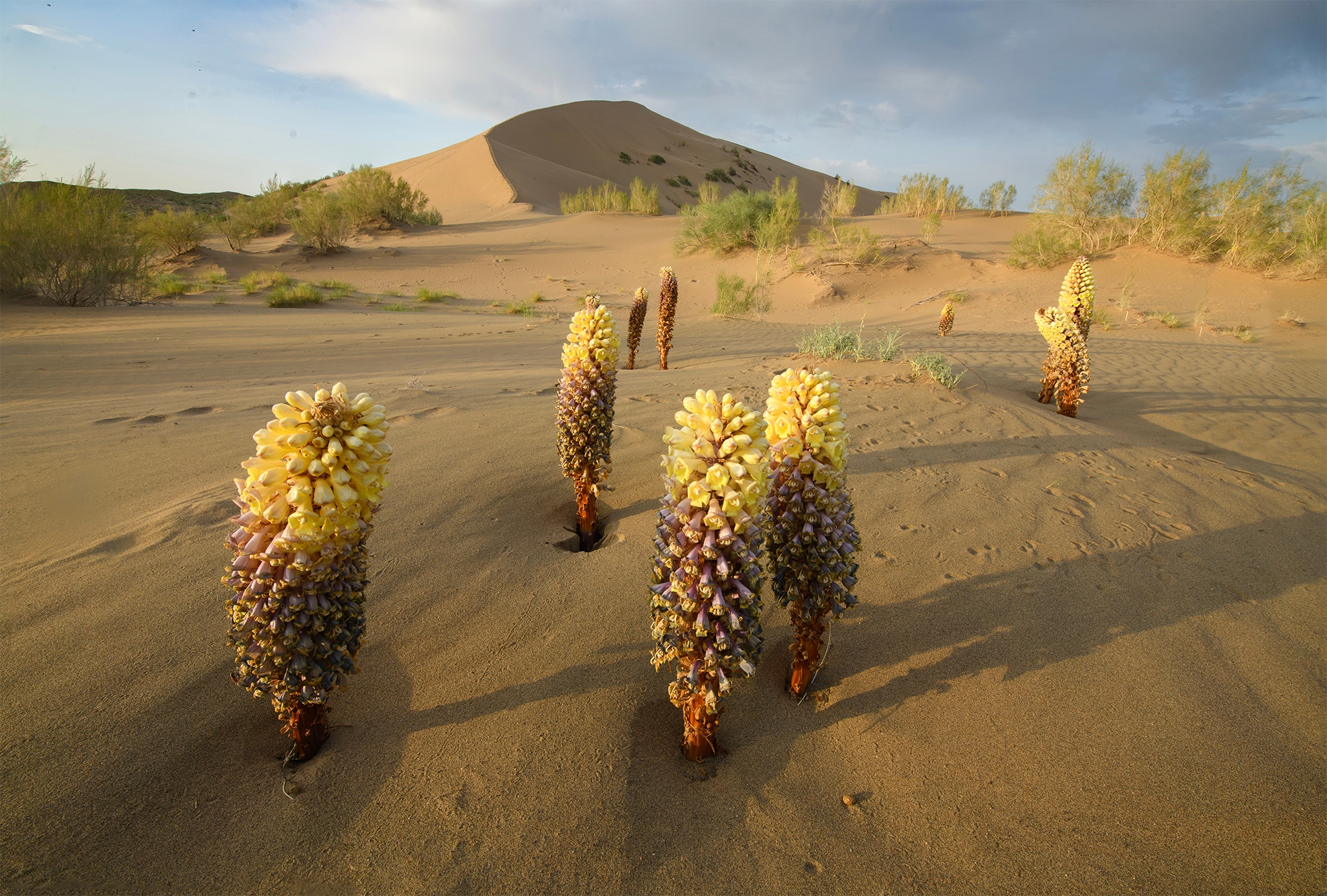 Фототур на Северный Тянь-Шань. Семиречье - жемчужина Казахстана. (53/126)