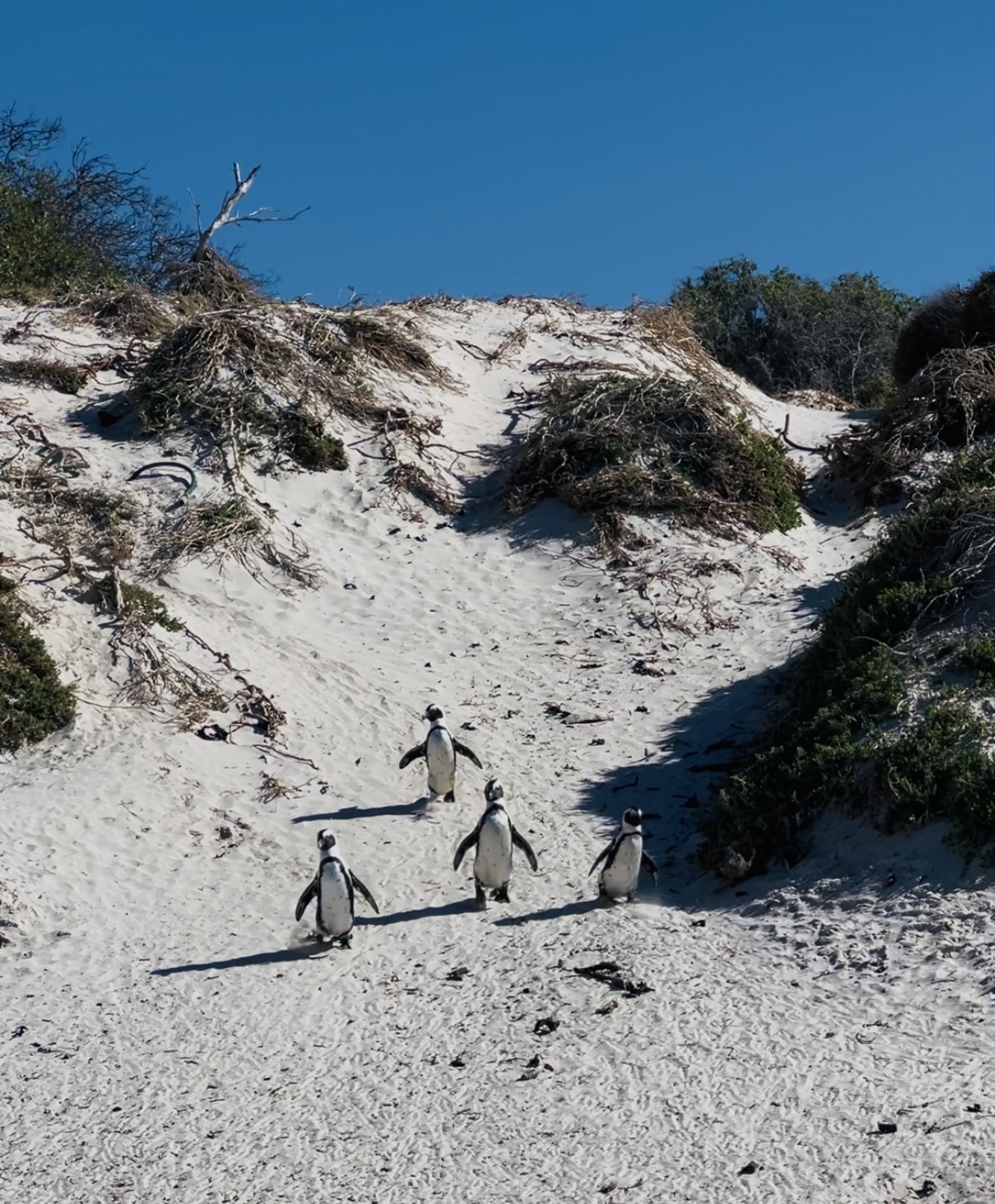 Водопад Виктория и Юар (20/28)