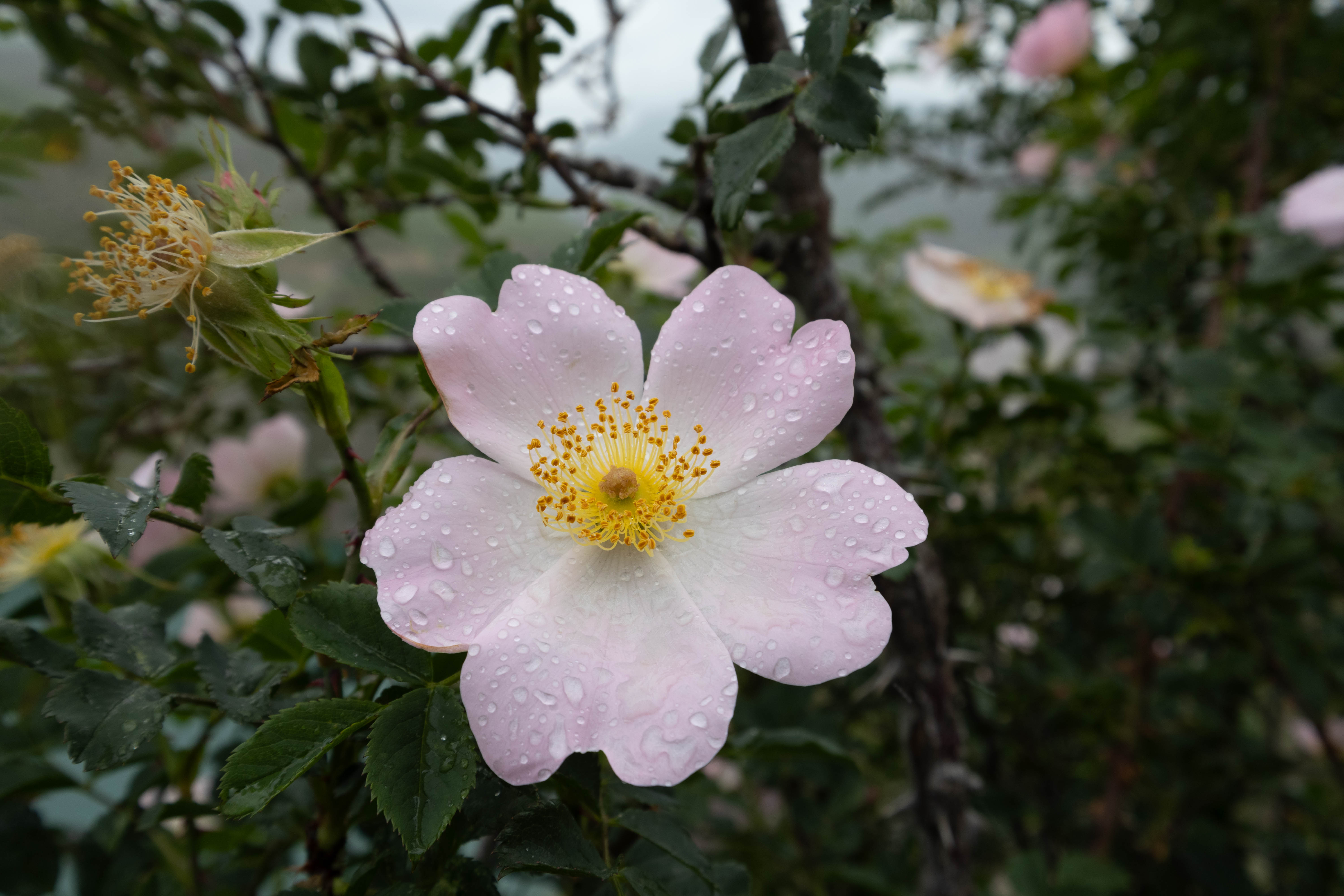 Приэльбрусье: Легкий старт (25/34)