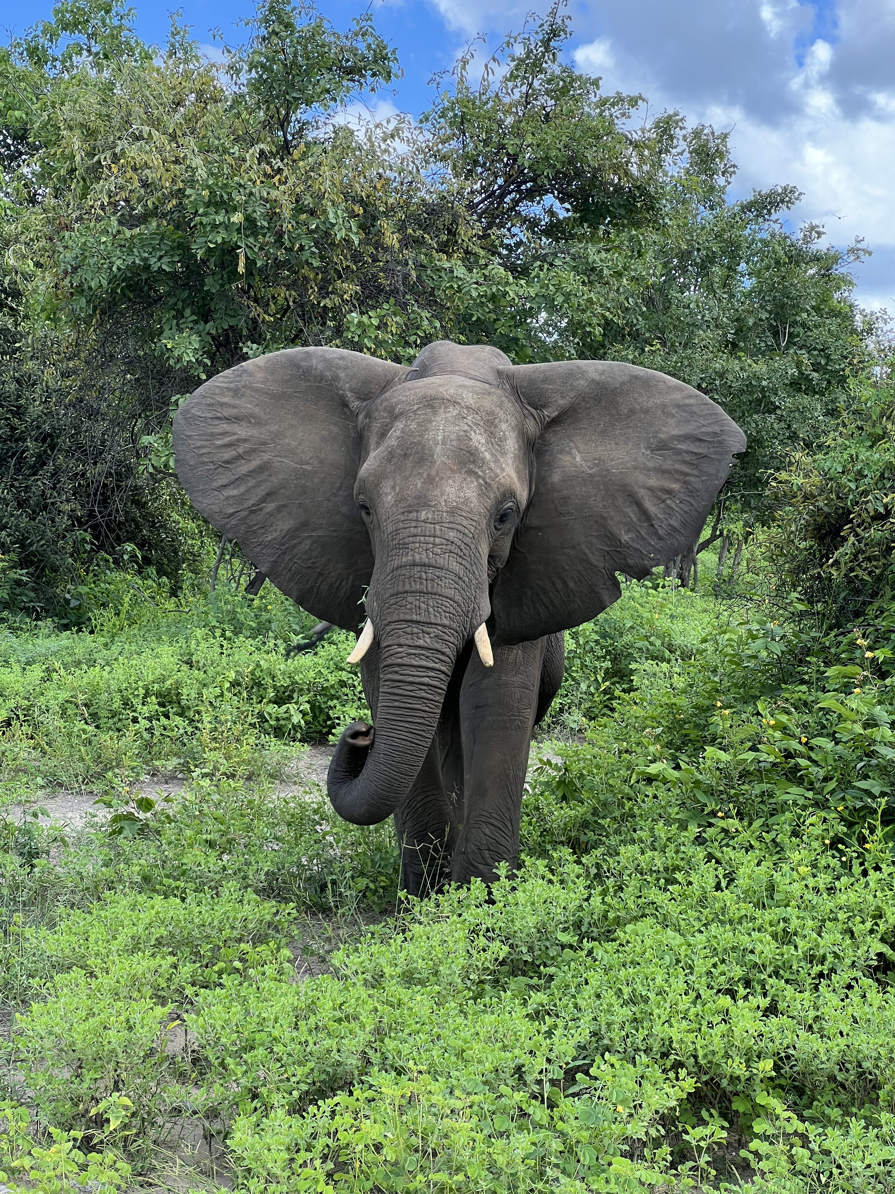 Водопад Виктория и Юар (8/28)