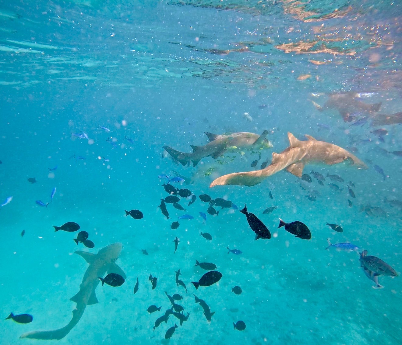 Премиальный ретрит на Мальдивы (22/32)