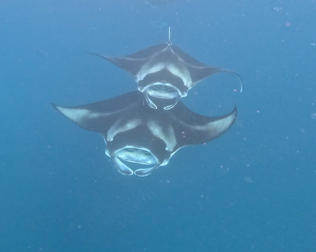 Мальдивы  от рассвета до заката. Yoga. Sap. Sound Healing (13/25)