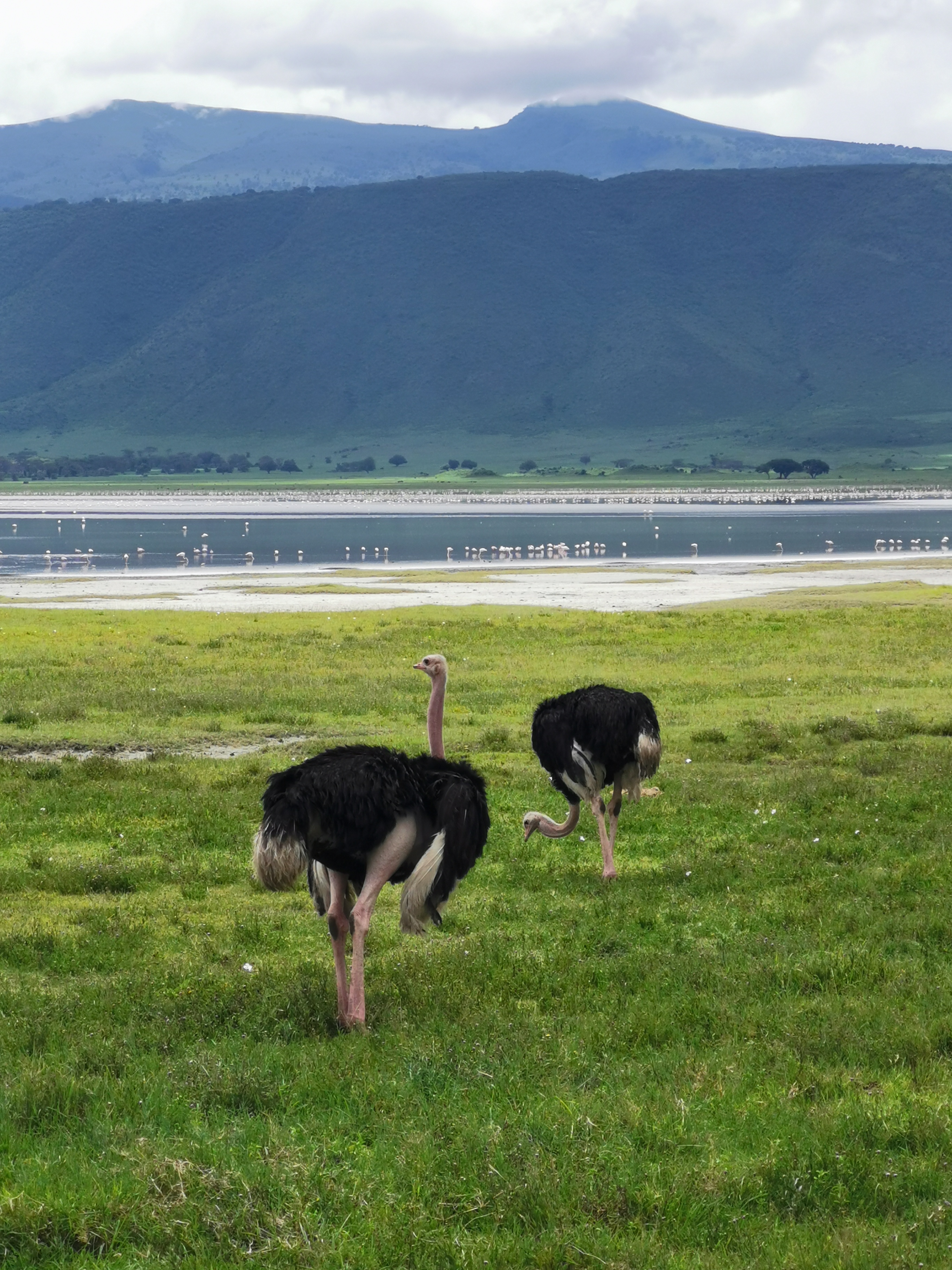 Великая миграция и вся Большая пятерка в лучших сафари Кении, Танзании и Занзибара (18/40)