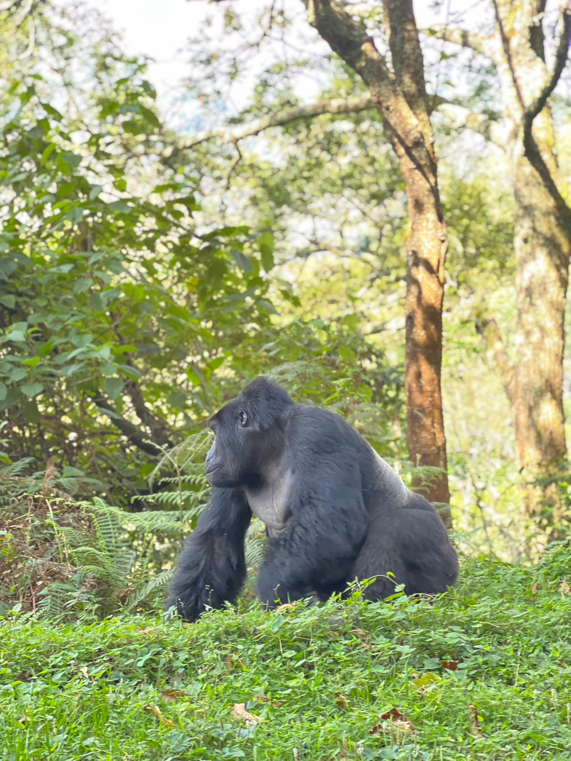 3 ДНЯ — СПЕЦИАЛЬНОЕ ПРЕДЛОЖЕНИЕ ДЛЯ ГОРИЛЛ (14/16)