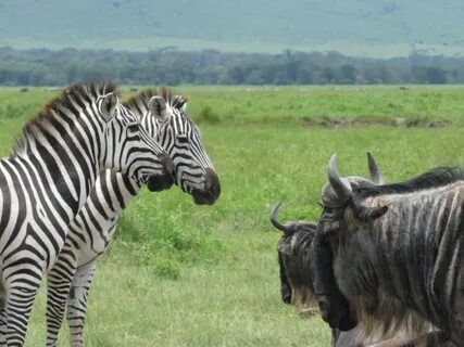 Великая миграция и вся Большая пятерка в лучших сафари Кении, Танзании и Занзибара (10/40)