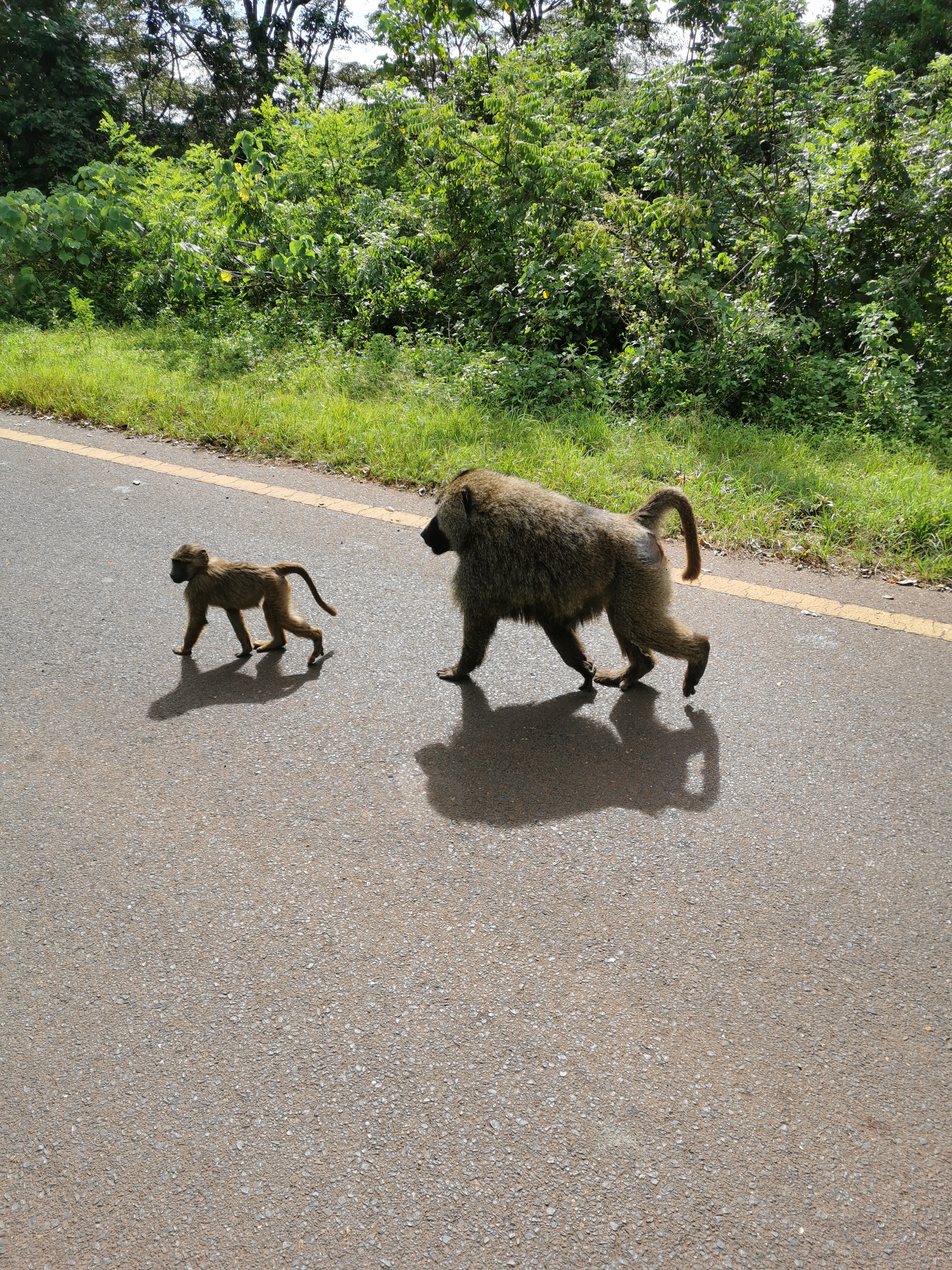 Великая миграция и вся Большая пятерка в лучших сафари Кении, Танзании и Занзибара (14/40)