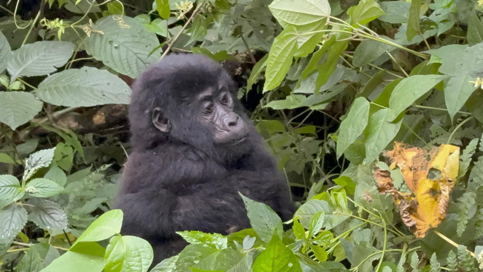 3 ДНЯ — СПЕЦИАЛЬНОЕ ПРЕДЛОЖЕНИЕ ДЛЯ ГОРИЛЛ (12/16)