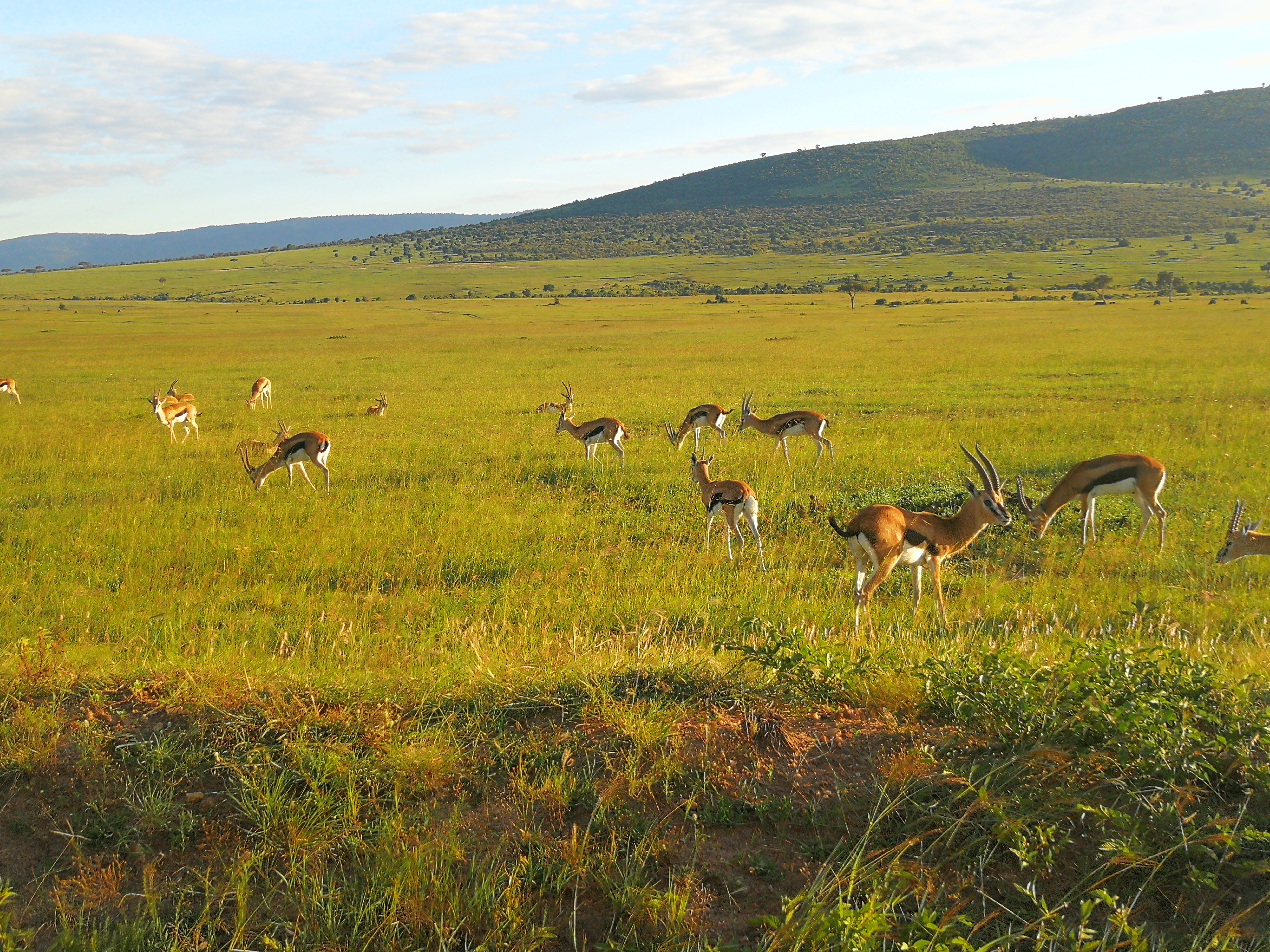 Великая миграция и вся Большая пятерка в лучших сафари Кении, Танзании и Занзибара (9/40)