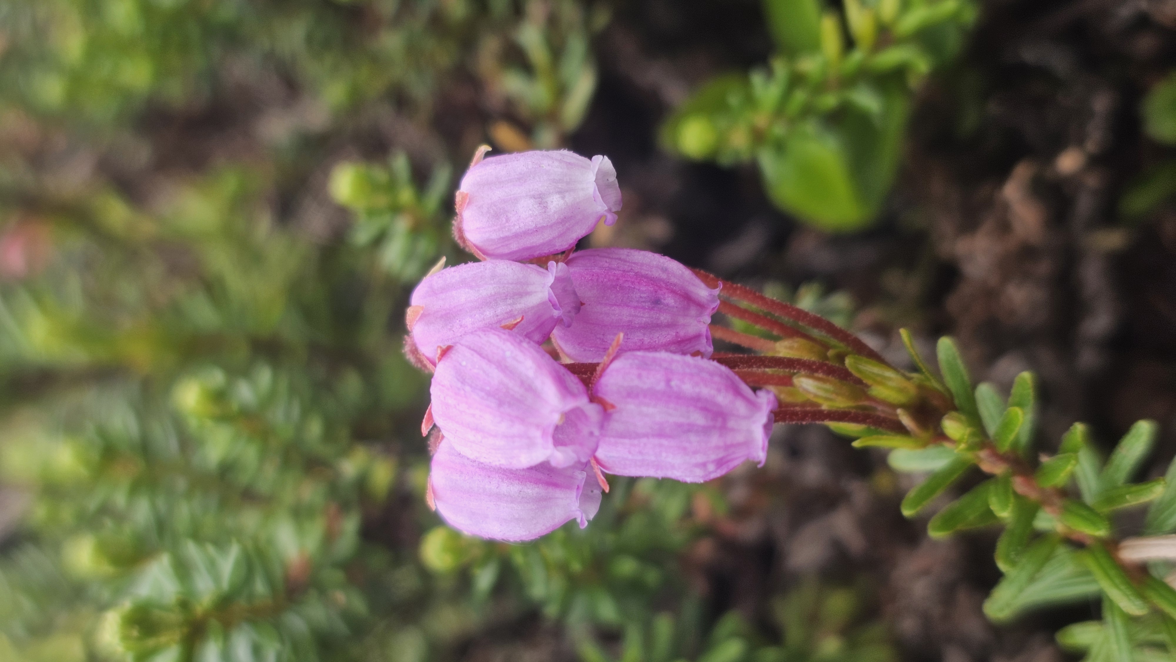 Териберка, Киты, Крабы, Баня. Всё Включено (20/38)