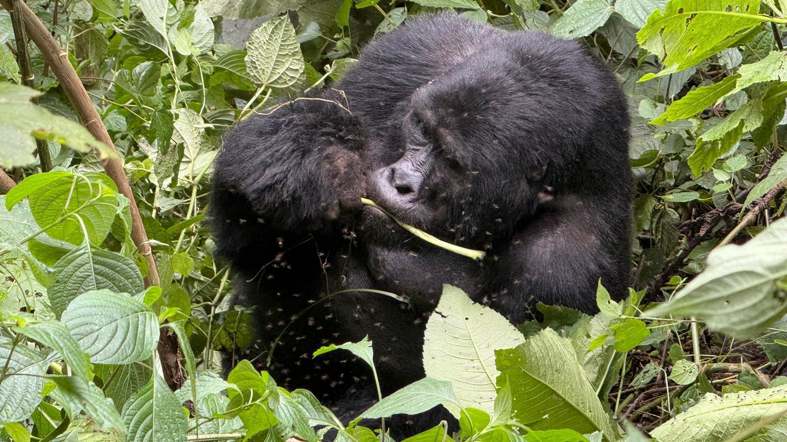3 ДНЯ — СПЕЦИАЛЬНОЕ ПРЕДЛОЖЕНИЕ ДЛЯ ГОРИЛЛ (11/16)
