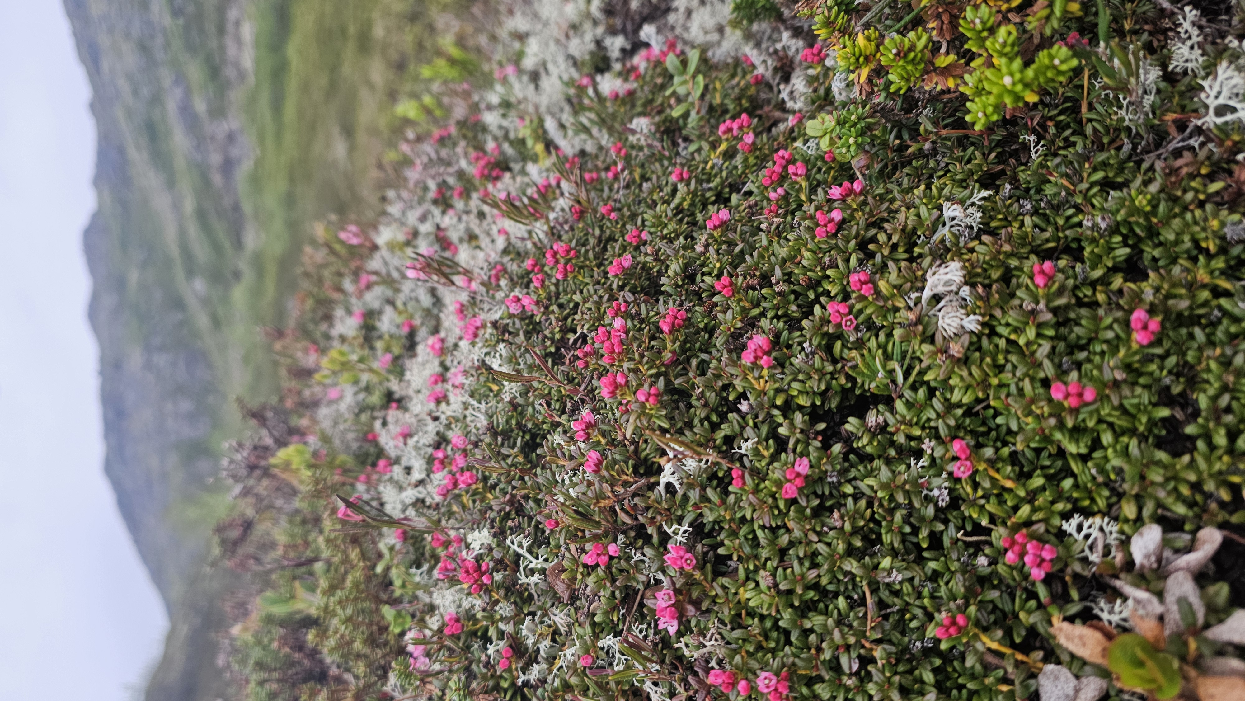 Териберка, Киты, Крабы, Баня. Всё Включено (13/38)