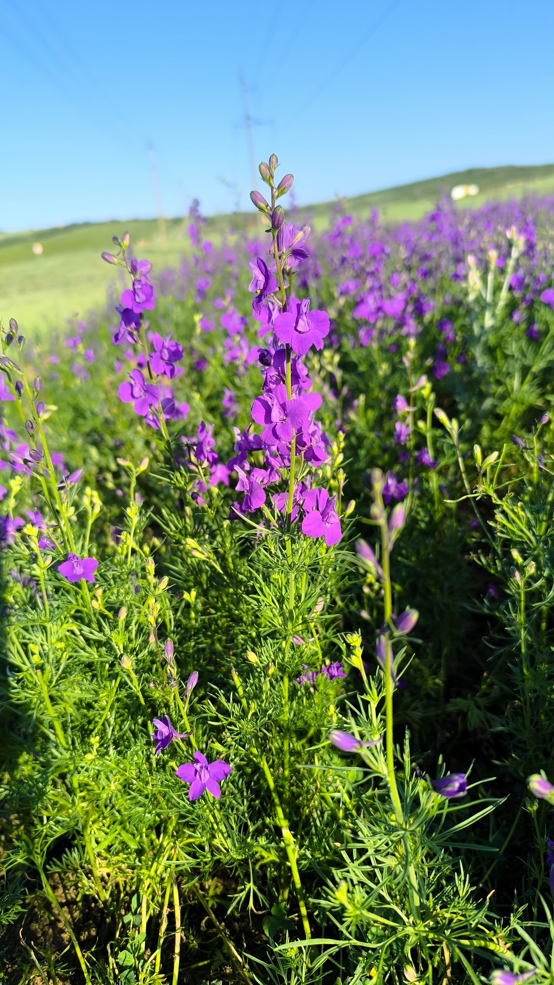 Башни Гоора и Карадахская теснина (14/17)