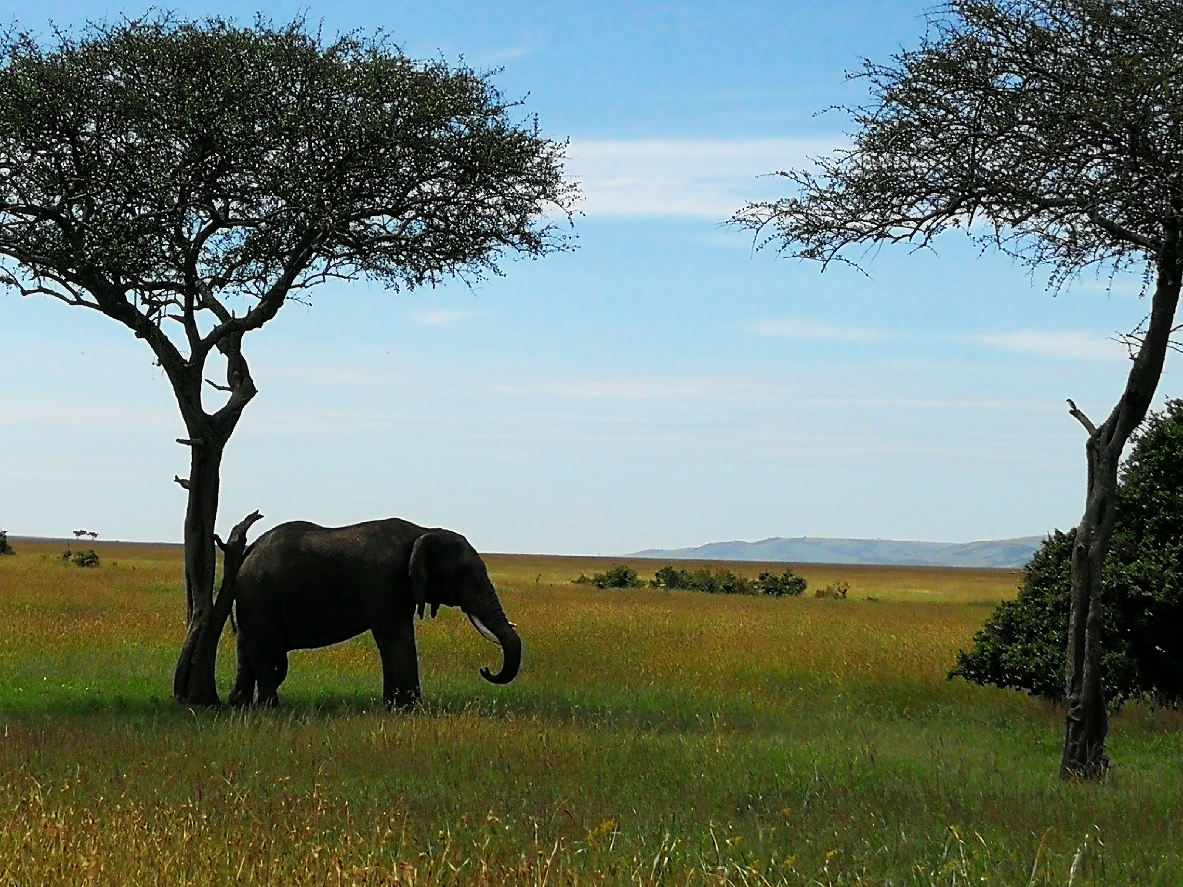 Великая миграция и вся Большая пятерка в лучших сафари Кении, Танзании и Занзибара (3/40)