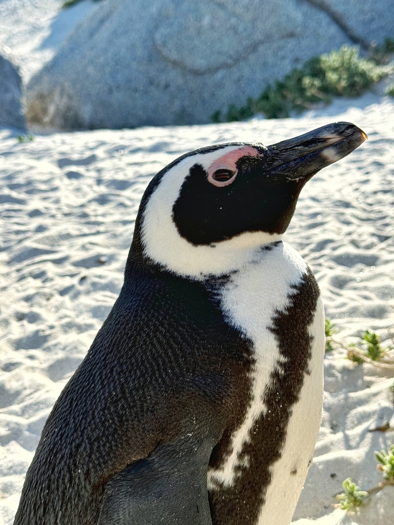 Юар киты, водопад Виктория, сафари в Чобе и Кейптаун. (16/27)