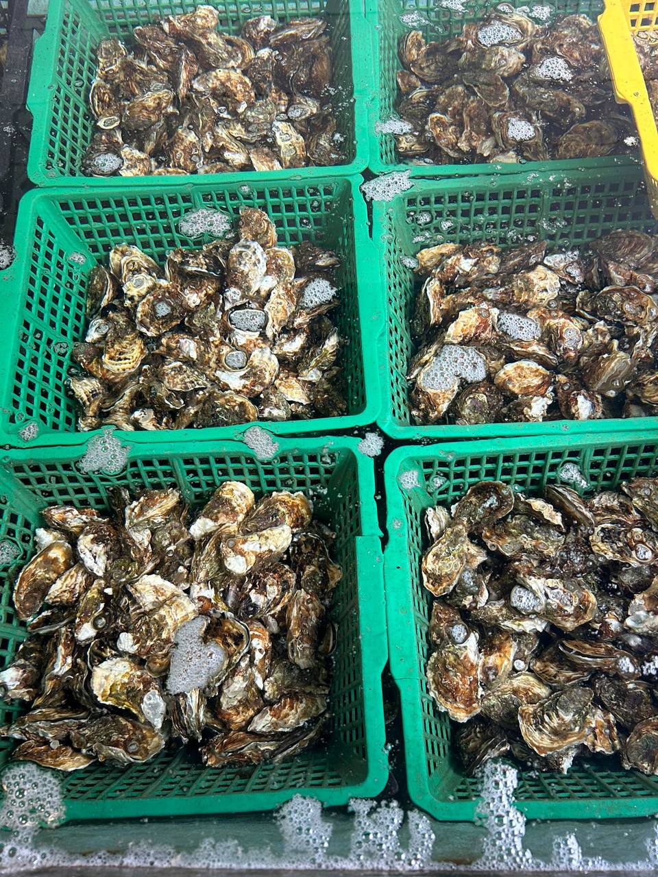 Юг Франции: вино, устрицы и средневековые города. (14/17)