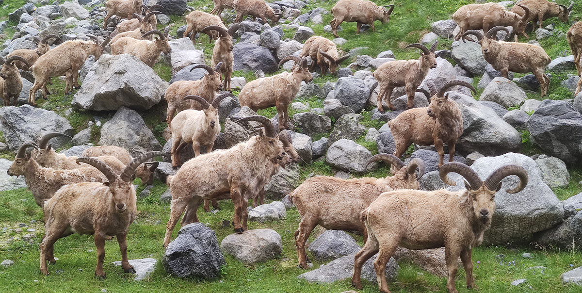 Поход с рюкзаками в Безенги (20/38)