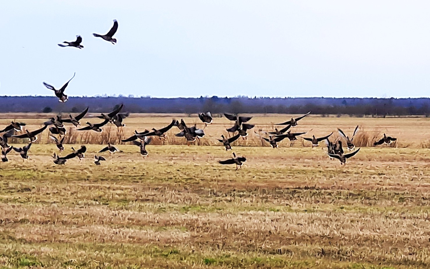 Олония - гусиная столица. Орнитологический тур в Карелию