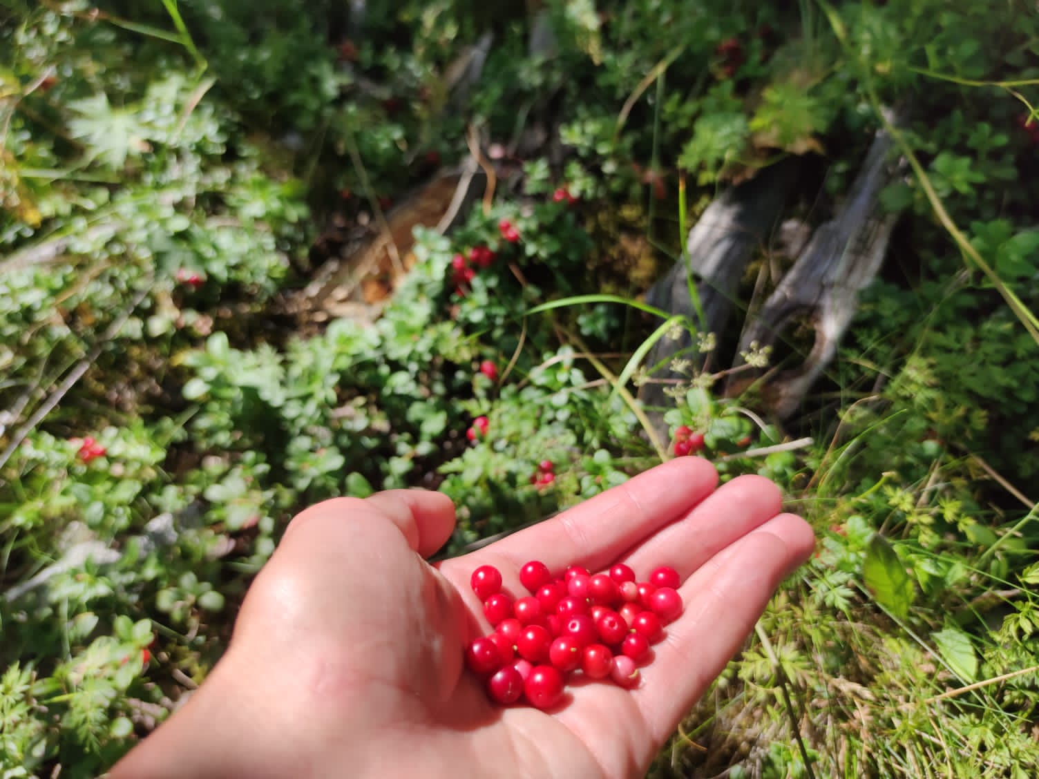 Архыз Про. Треккинг по горным озёрам (40/58)