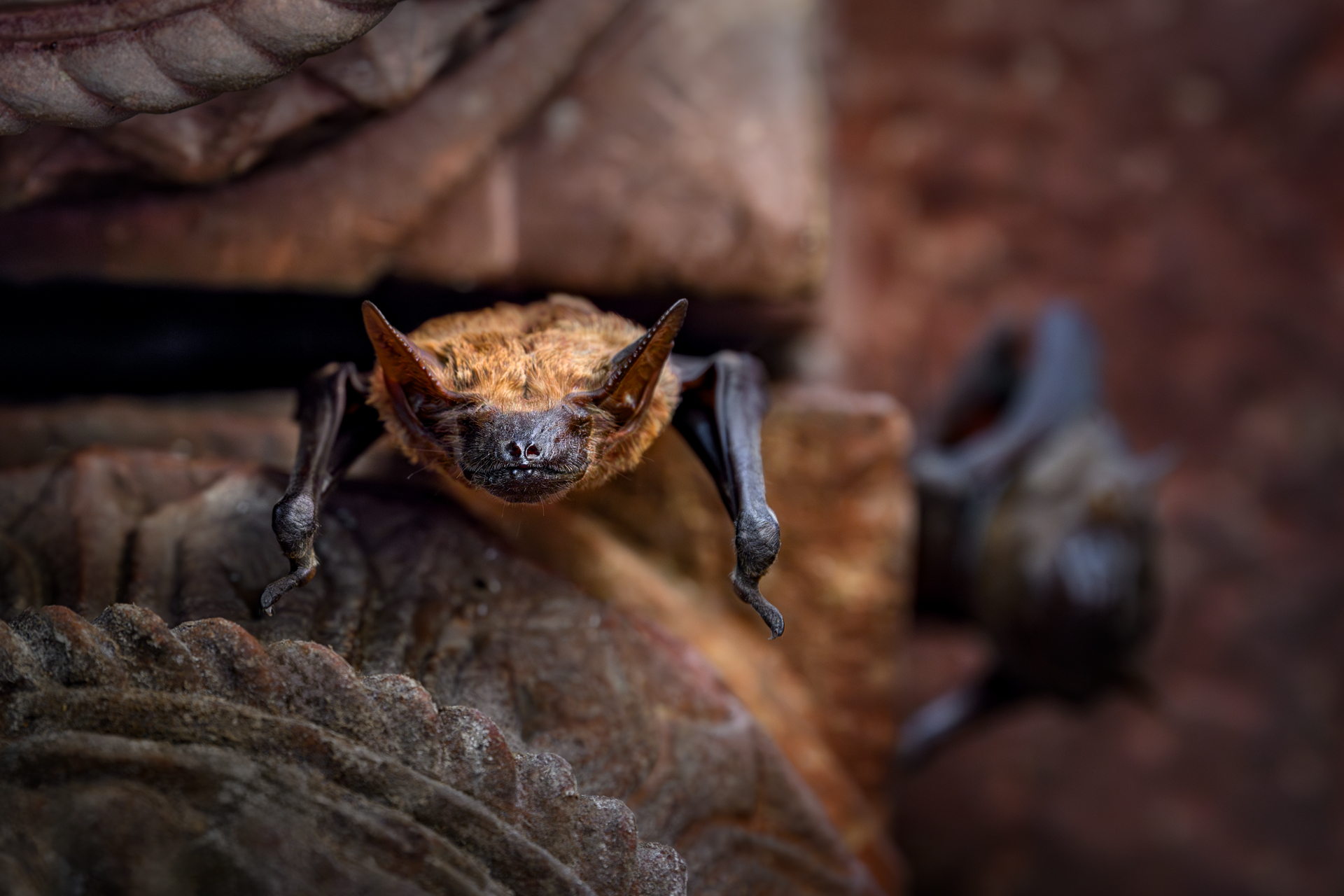 Золотой треугольник + Варанаси + праздник Холи (20/54)