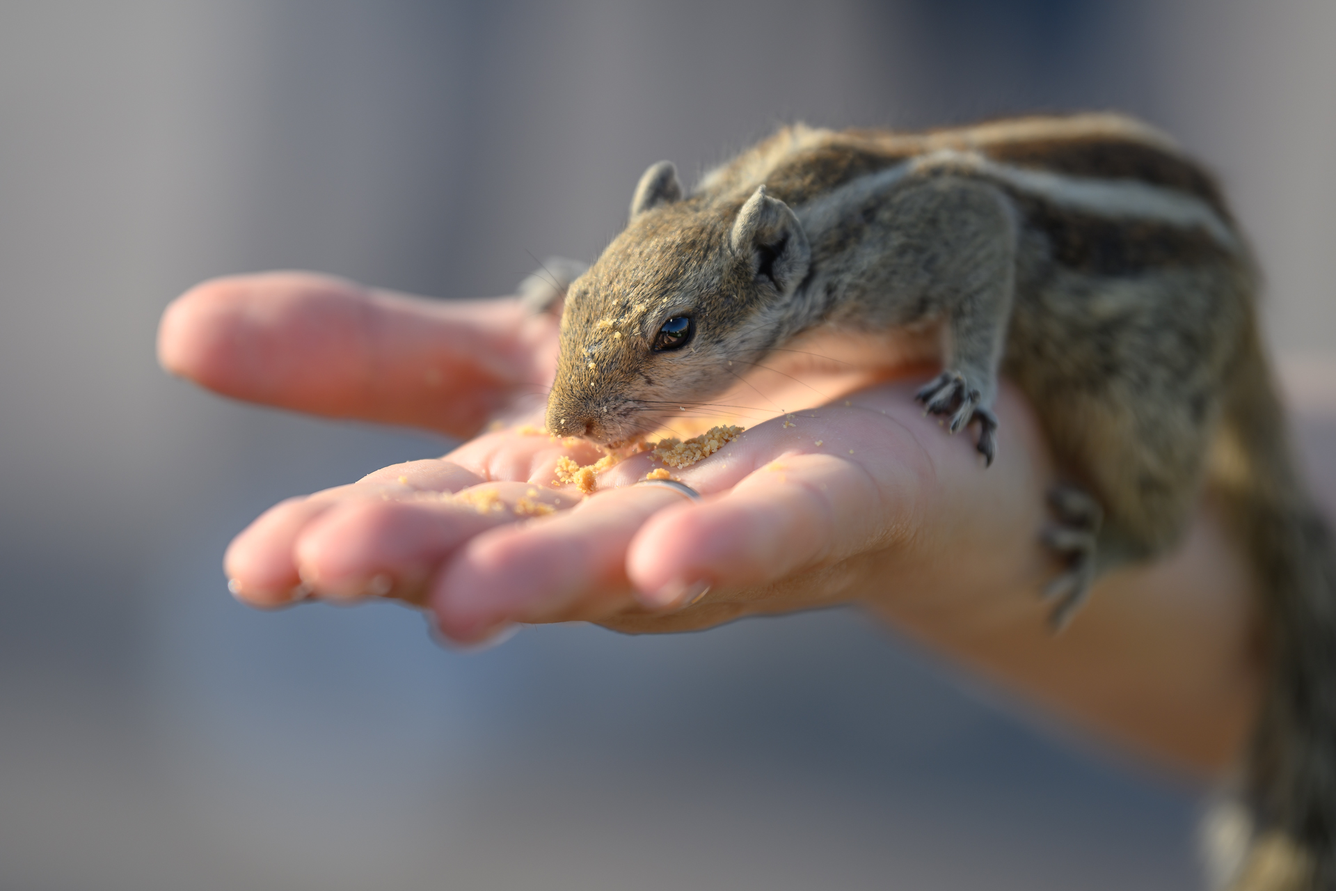 Золотой треугольник + Варанаси + праздник Холи (21/54)