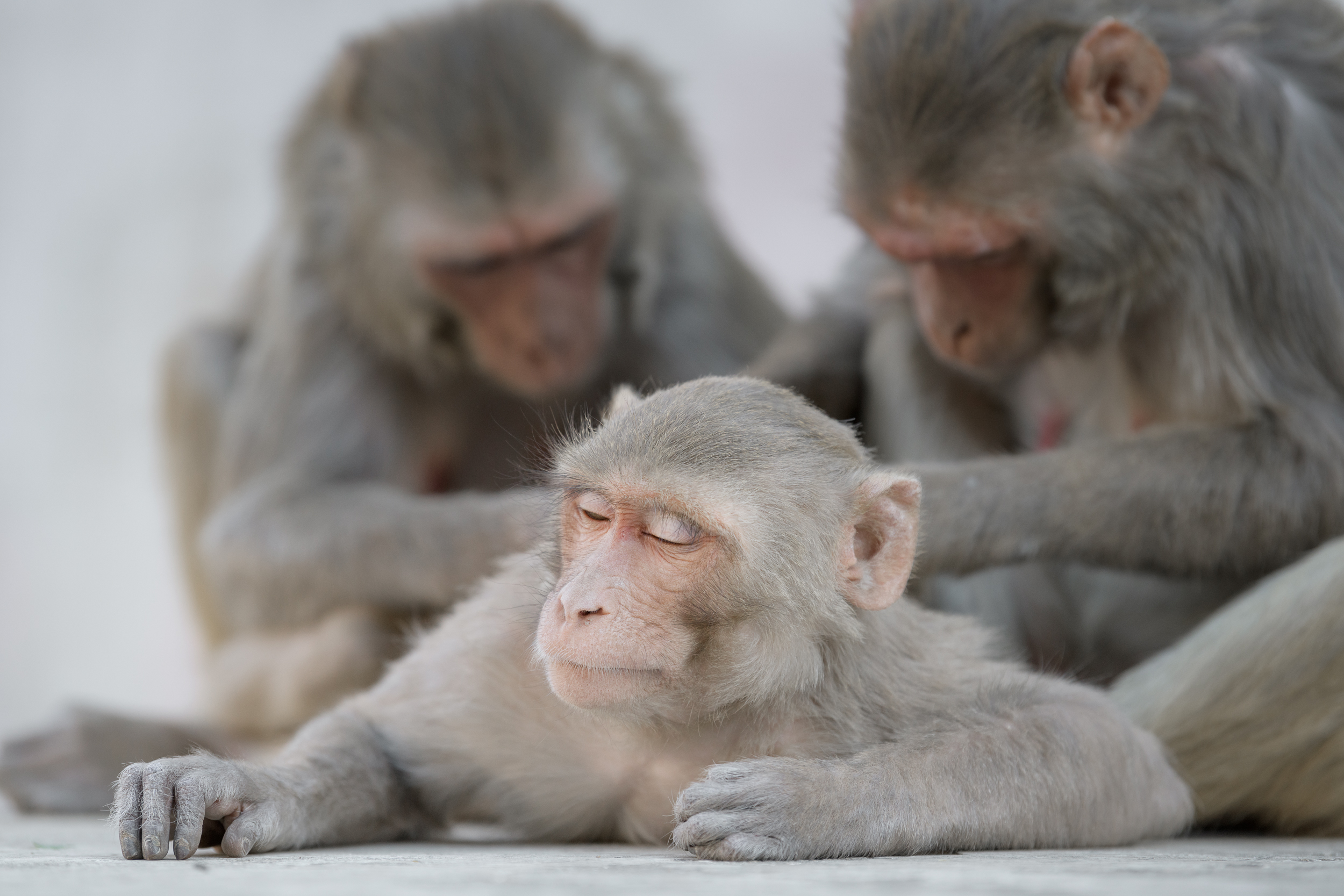 Золотой треугольник + Варанаси + праздник Холи (38/54)