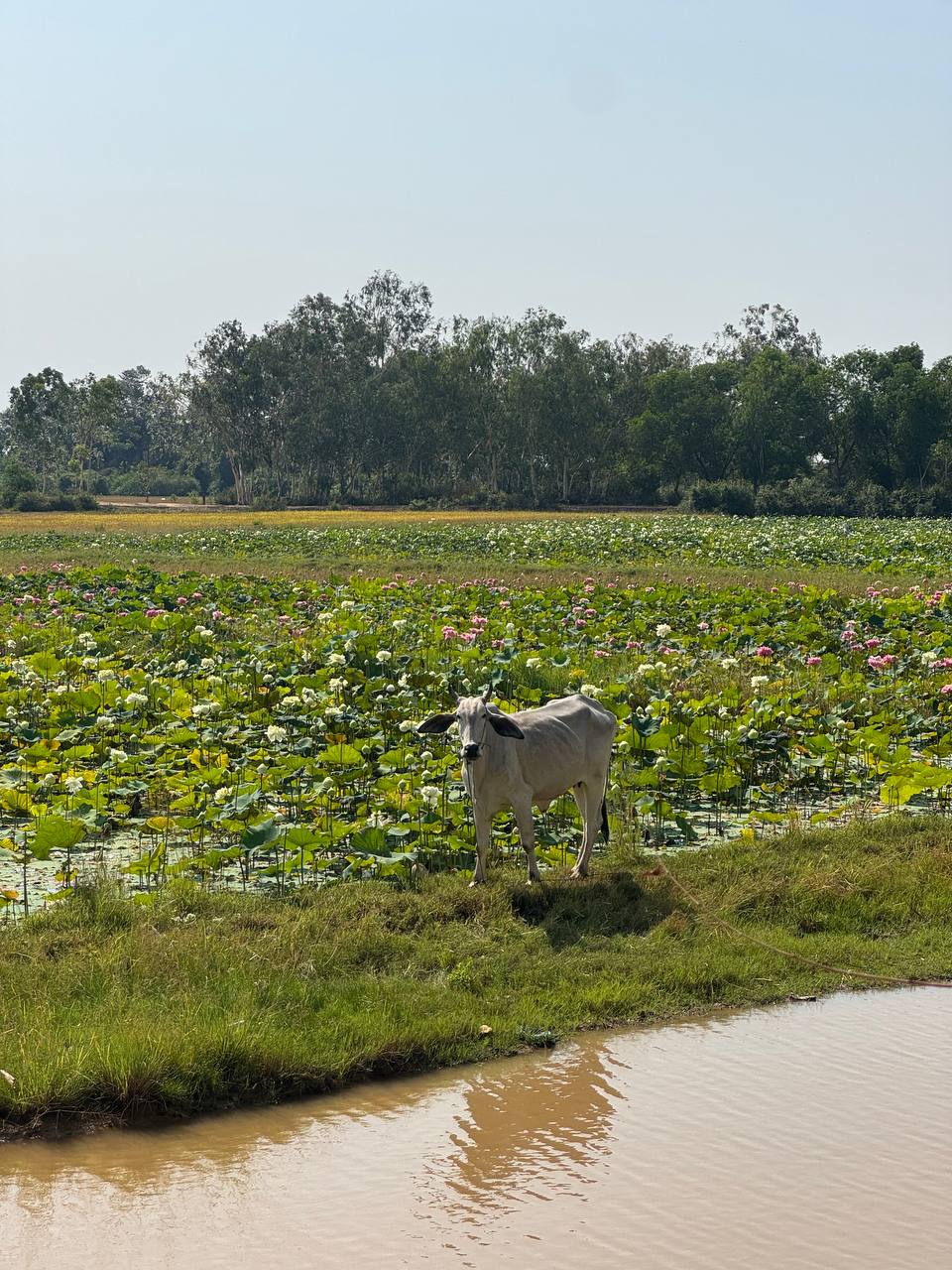 Азия без фильтров: Вьетнам и Камбоджа (21/51)
