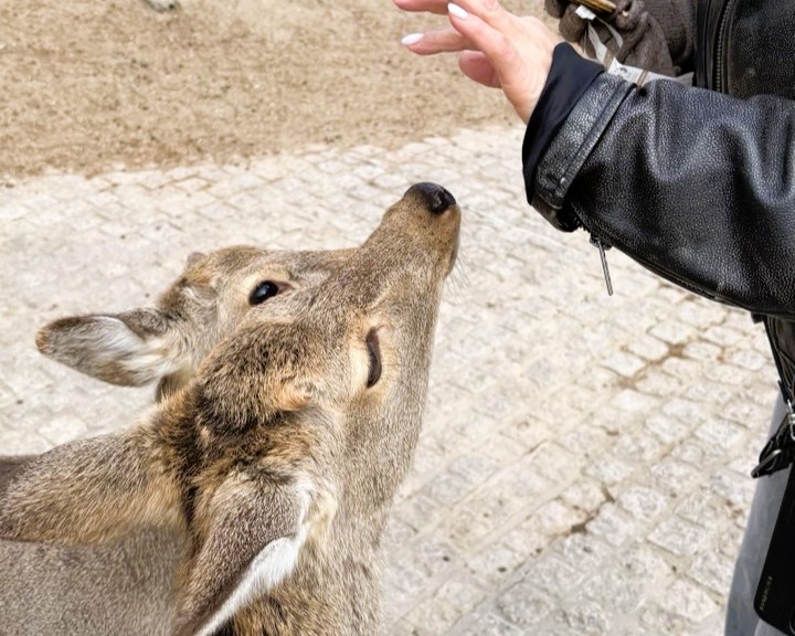Аутентичная Япония с отдыхом на горячих источниках (27/33)